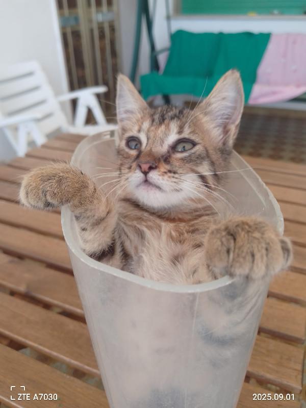 🐾 “Melissa, il tuo sorriso in formato micina” Foto 7
